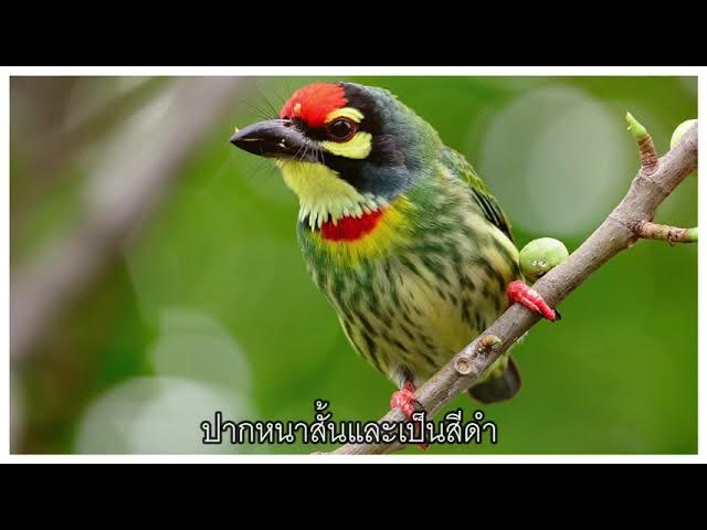 นกตีทองร้องต๊ง ต๊ง - Youtube