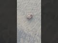 Floating Rose of Jericho on Kovalam Beach #thiruvananthapuram #kovalambeach #jericho