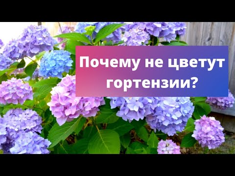 ПОЧЕМУ НЕ ЦВЕТУТ ГОРТЕНЗИИ? | Подкормка гортензии
