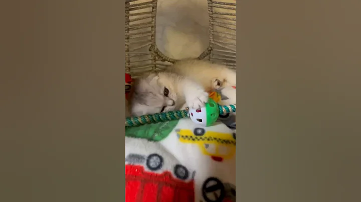 Watch the video about Lord. Scottish Fold Male. Black Silver Shaded #shorts #viral #kitten #cutecat #cat #kitty #catlovers