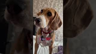 Signs Your Dogs Living Their Best Life