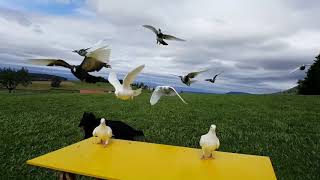 pigeons and the wind