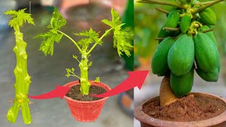 Do you know that we can grow papaya branch by cutting? How To Grow Papaya Plant