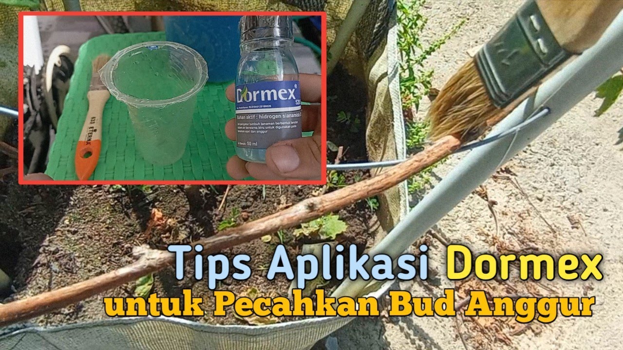 Tips Aplikasi Dormex untuk pecahkan Bud anggur || Anggur no name || Dosis Dormex
