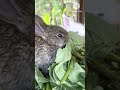 Cute Bunnies🐰🐰eating squash leaves 🍃 🍃
