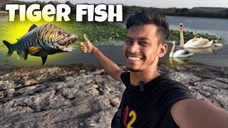 Dekho बाघ मछली (Tiger Fish) Mila Guy’s 😍
