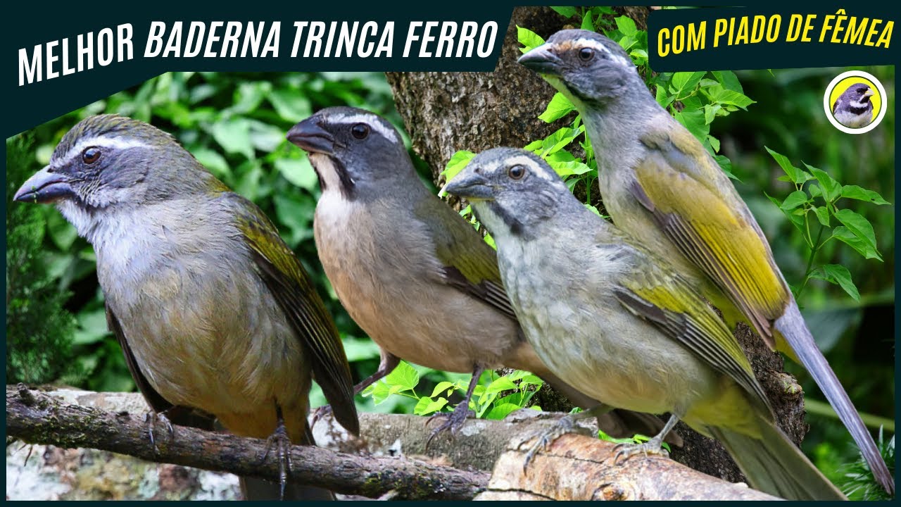 🐦 Meia Hora Melhor Baderninha De Trinca-Ferro Com Fêmea Chamando e ...