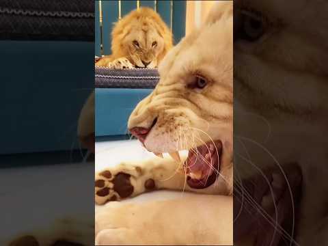 Dubai में लोग Dog नहीं… Lion पालते थे! लेकिन 😱 #Shorts #YTShorts #DubaiFacts