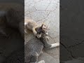 kucing kampung #catvideos #shortvideo