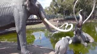 The la brea tar pits are a group of around which hancock park was
formed in urban los angeles. natural asphalt (also called asphaltum,
bitumen, pitc...