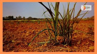 Drought threatens maize harvest in Trans Nzoia as 50,000 acres affected