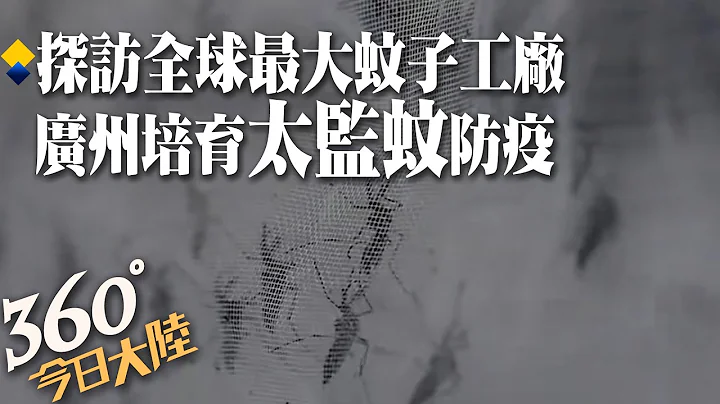 探全球最大蚊子工廠!週產5000萬隻「太監蚊」 廣州靠實施「計畫生育」防治疫情 【360°今日大陸】 20220822 @Global_Vision - 天天要聞