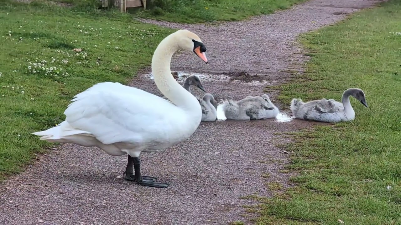CYGNETS: Young swans respond to mother's call and return to Grand Western Canal