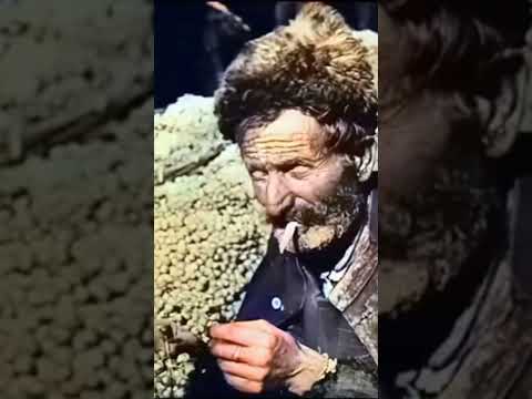 Албания в составе