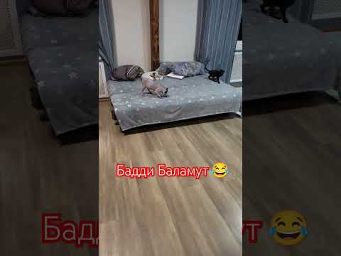 Вечерние игры, смотреть