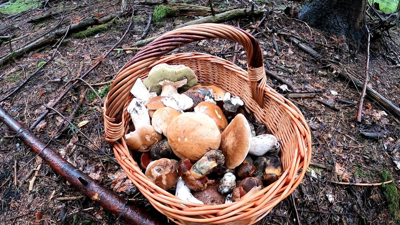 grzyby 2021 borowiki w deszczu. mushrooms грибы fungi Beskid Niski