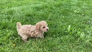 Meet Blossom: Our Sweet Poochon Puppy