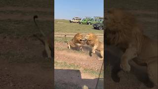 Intense Fight between Lion Brothers | Kaskaz Males | Masai Mara