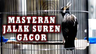 JALAK SUREN BERKICAU  YANG BIKIN GACOR JALAK SUREN