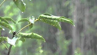 Kraftig Regn Og Tordenvær For Å Roe Sinnet Og Sove Godt Regnbråk I Tåkete Skogen - Asmr