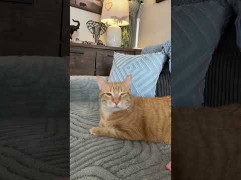 Your so cute #shorts #reels #viralvideo