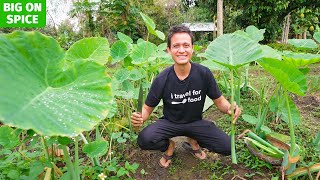 How to Eat TARO STEMS  Full Harvest + Cooking Thai Food! | Organic Farm in Chiang Mai!