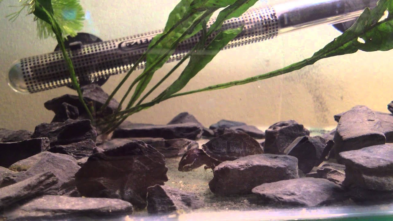 Squirtle the Baby (Stinkpot) Musk Turtle swimming up to eat pellet food