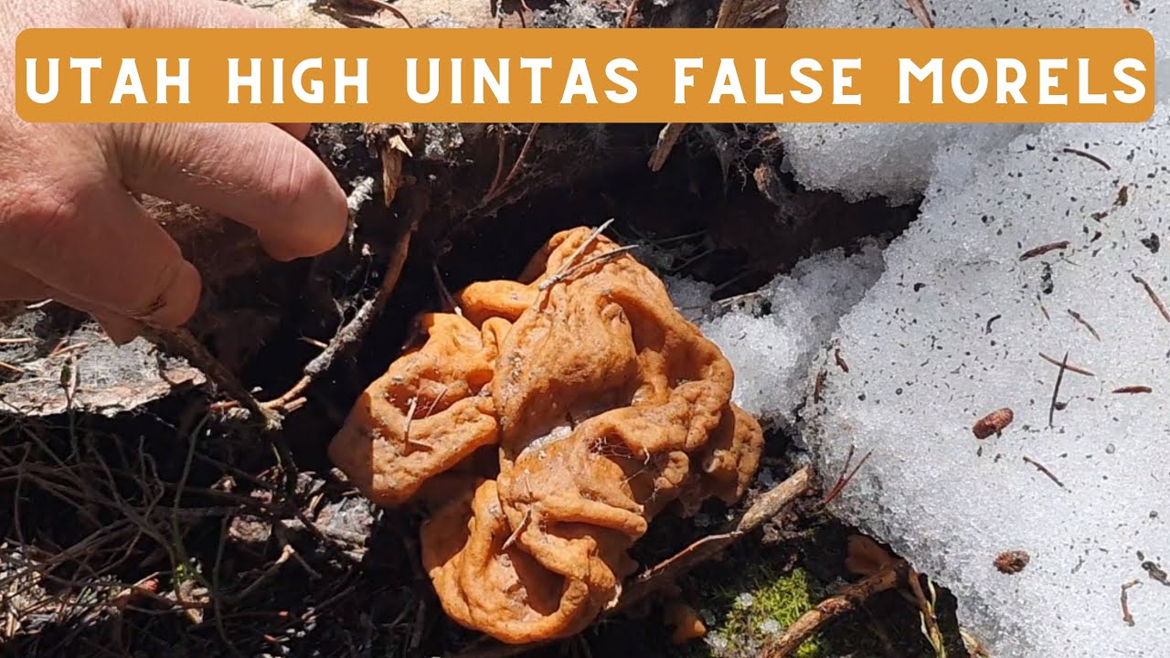 Hundreds of Utah High Uintas Gyromitra Montanas False Morels YouTube
