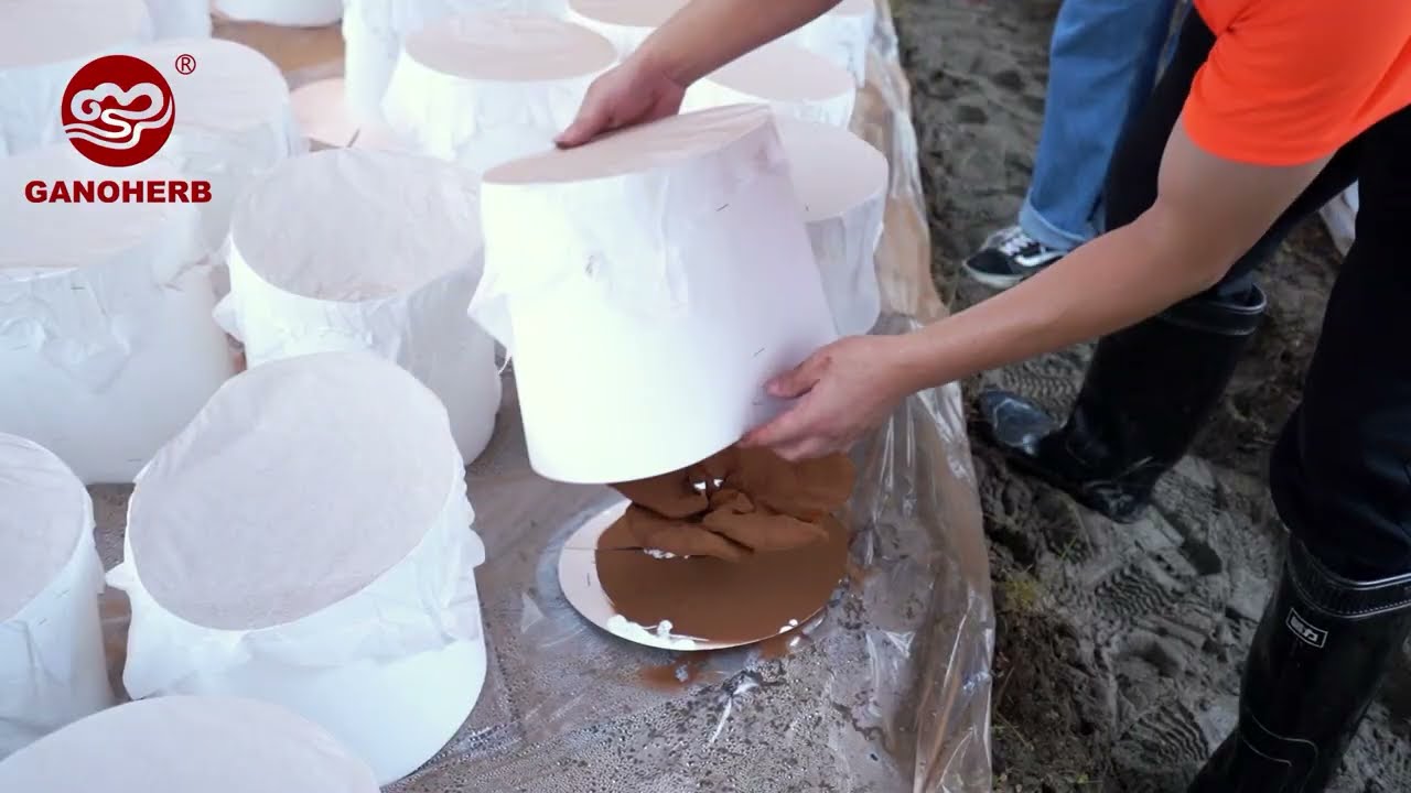 Outline Video Reishi Spore Powder Collection