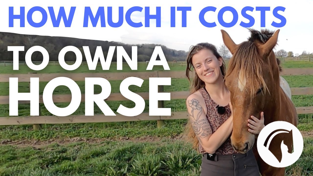 How Much Does It Cost To Own A Horse? Detailed Cost Guide 💰