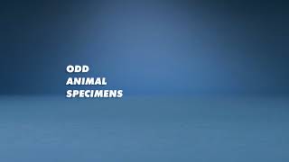 Odd Animal Specimens Live Stream