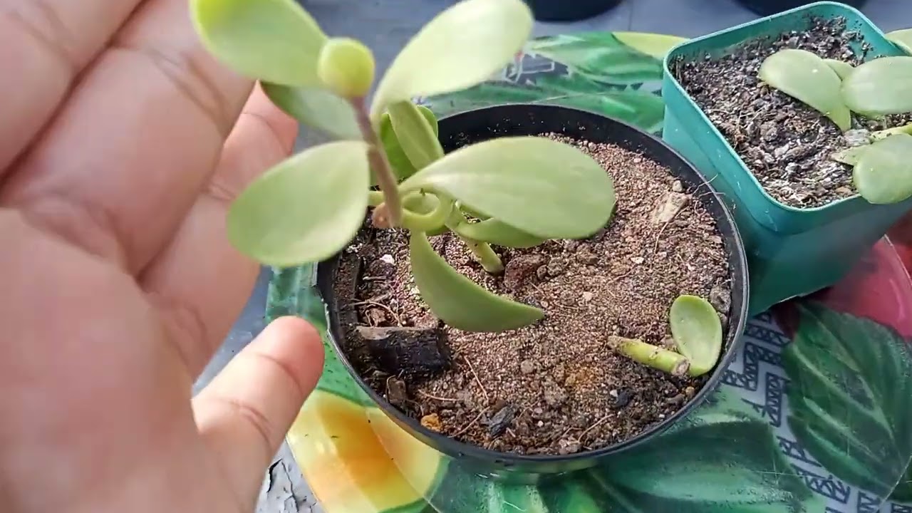 Veja como cultivar a suculenta jade pendente (Kleinia Petraea)