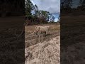 Startled a Cow looking for Turkeys. Osceola Trip.