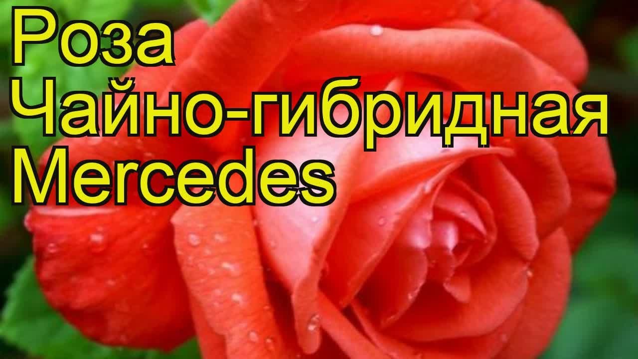 Роза скарлетт мерседес кардана