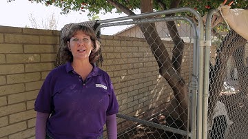 How to Keep the Dogs From Digging & Getting Out of the Pen : Dog Behavior & Training