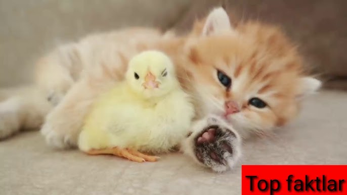 Ha, mushukcha, minat yoq.