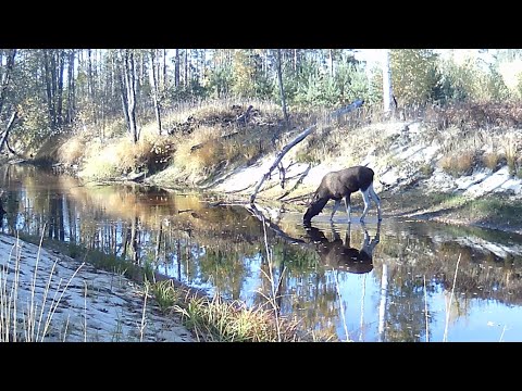 Видео: ФОТОЛОВУШКИ. Год с ЛЕСНЫМИ камерами. ЛОСИ и ПТИЦЫ в диких условиях. ЖИЗНЬ в ЛЕСУ.