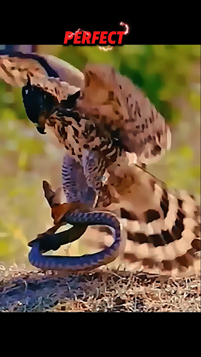 eagle attacks snake #trending #animals #wildlife #youtubeshorts #eagle #birds #hawk