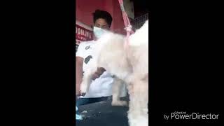 Dog Grooming Green Bay Pet Grooming and Animal Clinic Pasig - Groomer - Yuki - vid by Jonathan