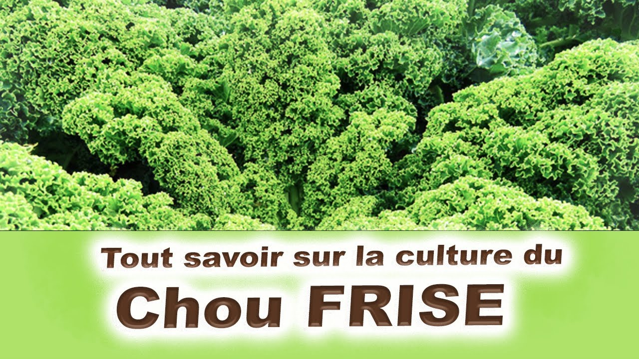 Tout savoir sur la Culture du Chou kale (ou chou FRISE)