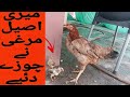 Meri Aseel Murghi na Chozay Diye.