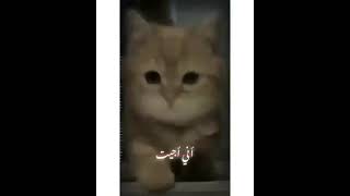 سوك يعزل لو طب بي ،?!َ'')) احلة تسجيل دخول ،!َ''))