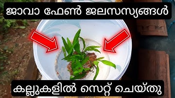 ജാവാ ഫേൺ ജലസസ്യങ്ങൾ കല്ലുകളിൽ എങ്ങനെ അറ്റാച്ച് ചെയ്യാം! | How to Attach Java Ferns on Rocks |