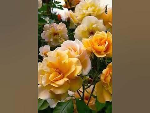 Очень красивие цвиточки - YouTube