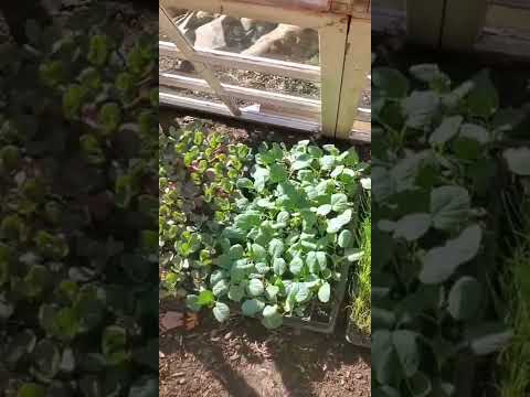 Video: Using Cold Frames In Spring: How To Harden Off Seedlings In A Cold Frame - Hagearbeid Know How