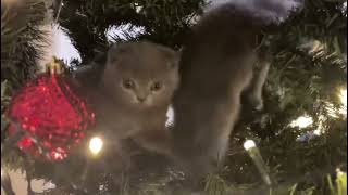 Милые КОТИКИ😻🎄! Маленькие котята!Little kittens! by Cats Lika and Tom 31 views 4 months ago 4 minutes, 32 seconds