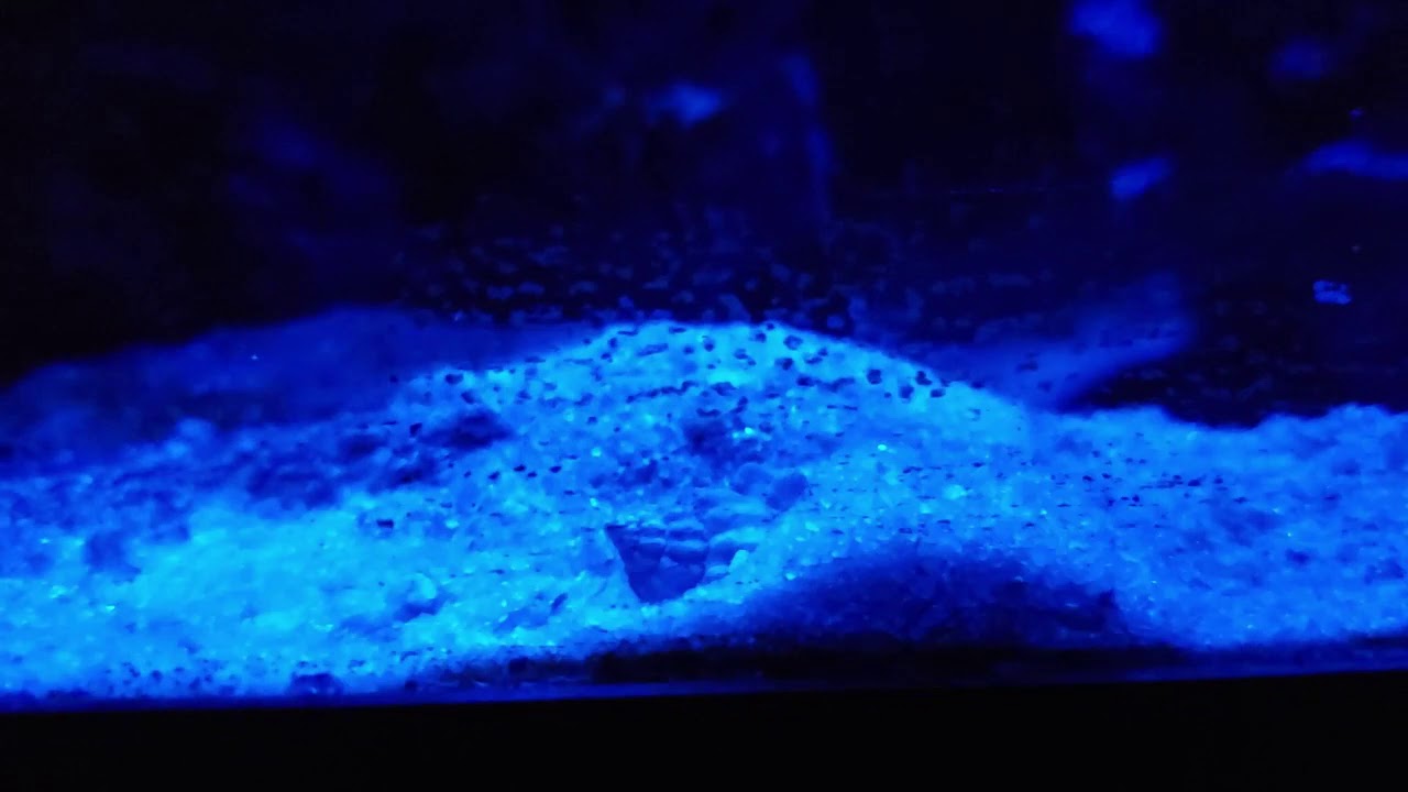 Nassarius Snail burying itself in the sand. YouTube