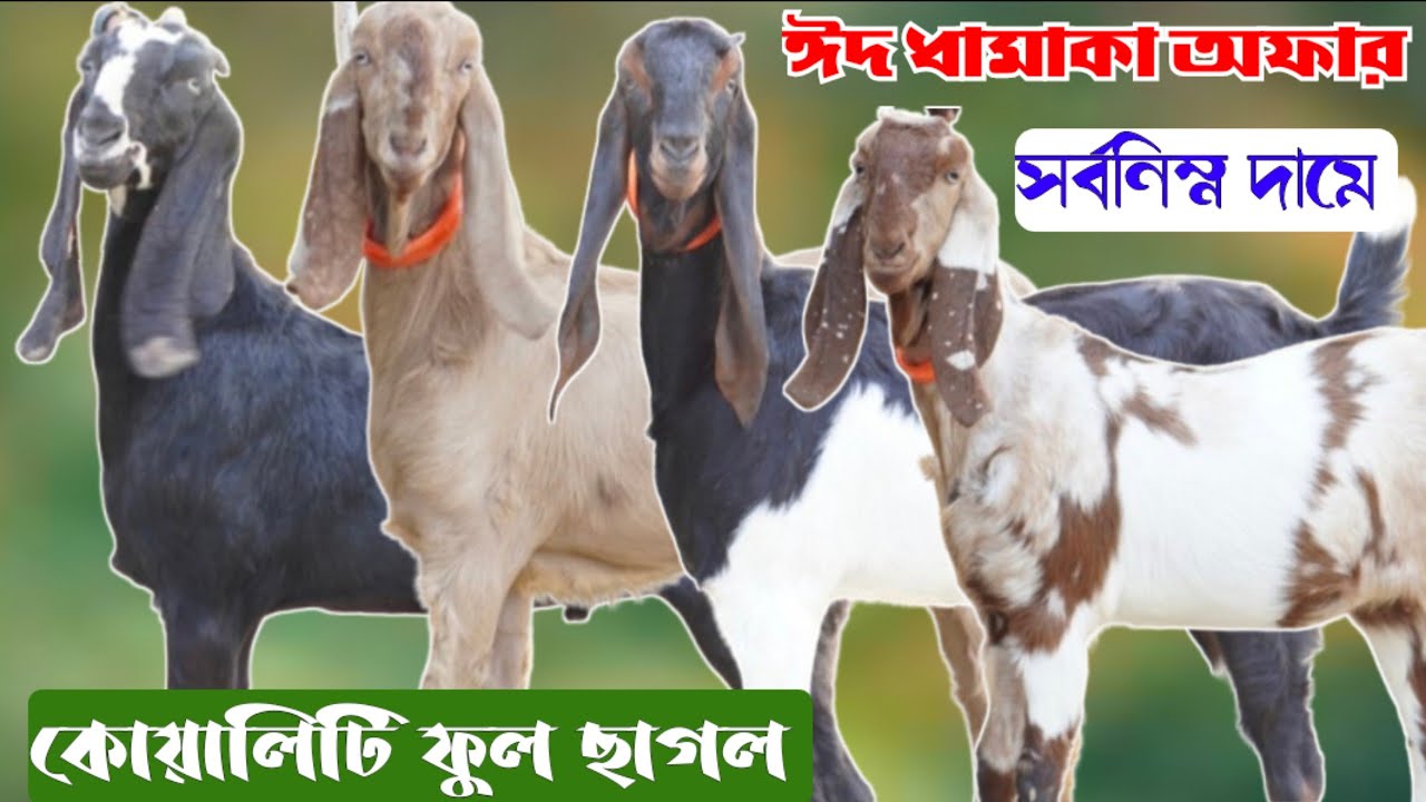 ঈদ উপলক্ষে ধামাকা অফার | তরুণ উদ্যোক্তার সর্বনিম্ন দামে খামার উপযোগী ছাগল বিক্রয় | Goat farm Natore