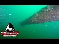 WRECK OF THE USS SAN DIEGO - SQUALUS MARINE DIVERS