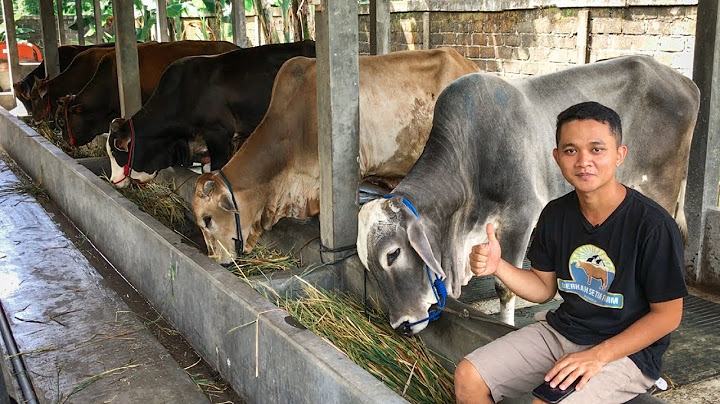 MURAH MERIAH‼️SAPI EKONOMIS VARIAN BARU - Bukan Sapi Bali / Madura